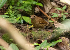 Turdus obsoletus