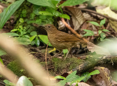 Turdus obsoletus