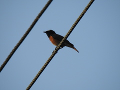 Phoenicurus phoenicurus