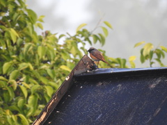 Phoenicurus phoenicurus