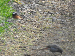 Phoenicurus phoenicurus