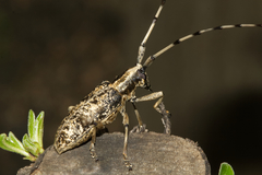 Acalolepta permutans