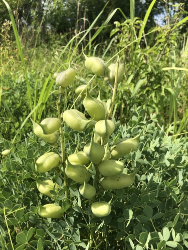 Baptisia aberrans