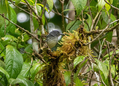 Dysithamnus puncticeps