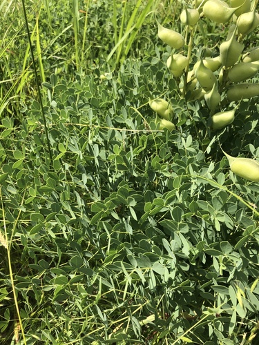 Baptisia aberrans, photograph 1