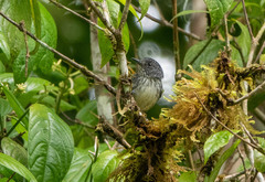 Dysithamnus puncticeps