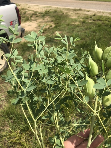 Baptisia aberrans, photograph 2