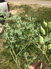 Baptisia australis aberrans