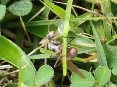 Polyrhachis bicolor