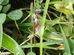 Polyrhachis bicolor