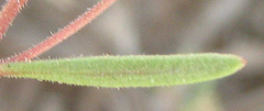 Melanospermum foliosum image