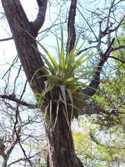 Tillandsia parryi
