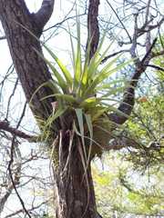Tillandsia parryi