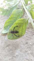 Leptoglossus lineosus