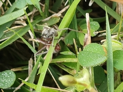 Polyrhachis bicolor