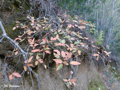 Nothofagus alpina