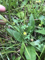 Silphium confertifolium