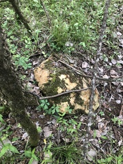Silphium confertifolium