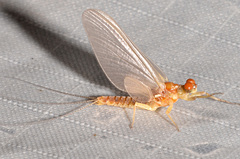 Ephemerella invaria