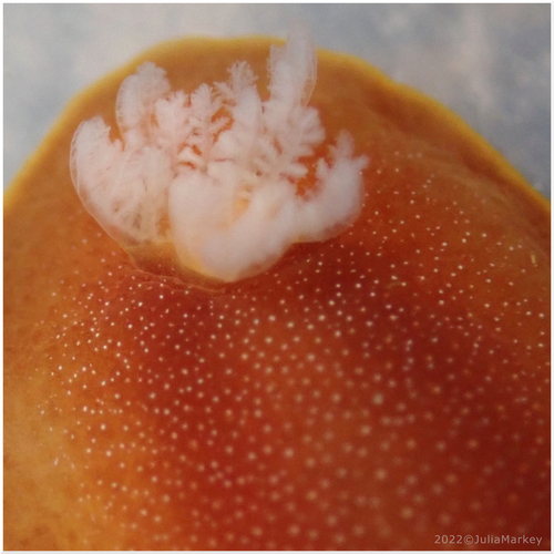 White-spotted Sea Goddess