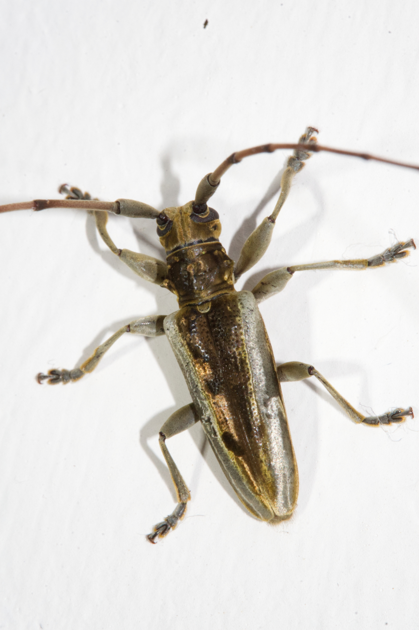 Acalolepta speciosa (Gahan, 1888)