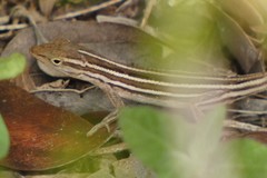 Anolis ophiolepis