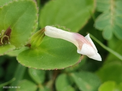 Vandellia diffusa