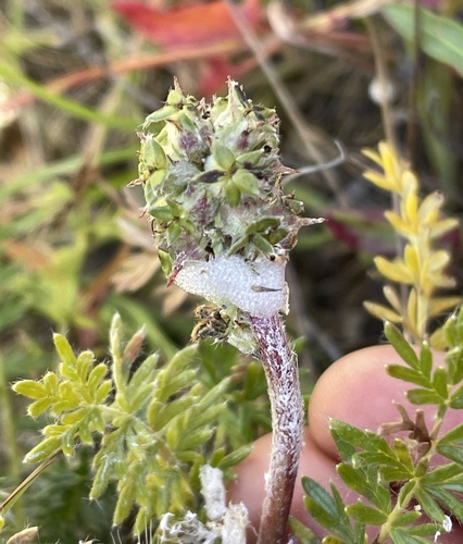 California Sheepburr fruiting