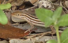 Anolis ophiolepis