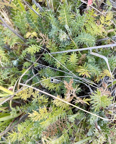 Argentinian biddy-biddy (Acaena pinnatifida)