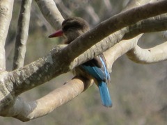 Halcyon albiventris