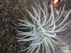 Tillandsia ionantha