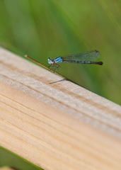 Argia alberta