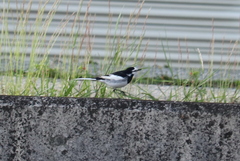 Motacilla alba lugens