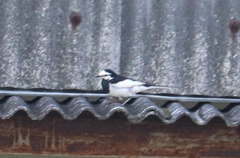 Motacilla alba lugens