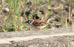 Passer montanus