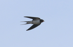 Hirundo rustica