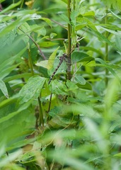 Cordulegaster bilineata