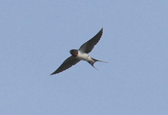 Hirundo rustica