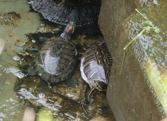 Trachemys scripta