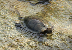 Trachemys scripta