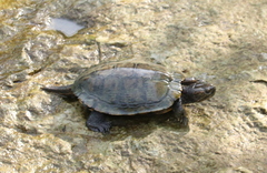 Trachemys scripta