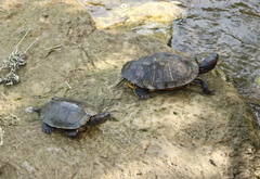 Trachemys scripta