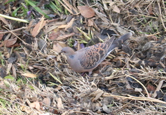 Streptopelia orientalis