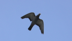 Columba livia domestica