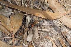Podalonia tydei suspiciosa