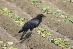 Corvus corone