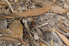 Podalonia tydei suspiciosa