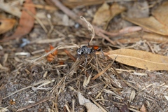 Podalonia tydei suspiciosa