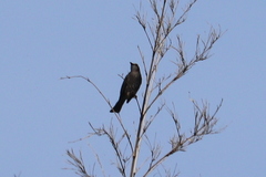 Hypsipetes amaurotis